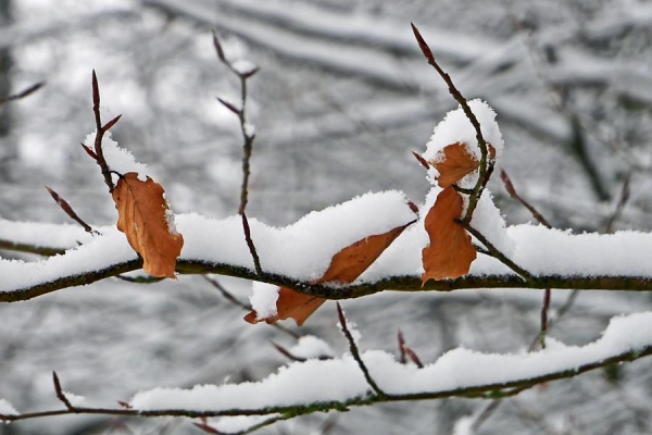 Schnee auf Blaettern - (c) R Plock.jpg